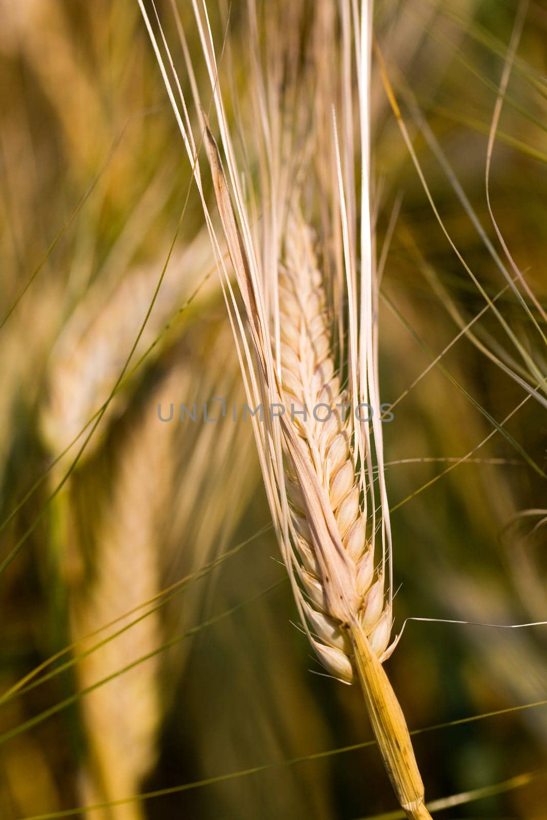 Cereal grain,wheat and ears of corn