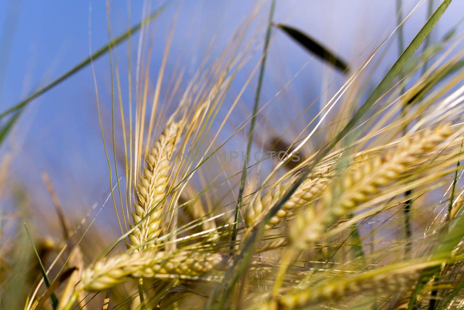 Cereal grain,wheat and ears of corn