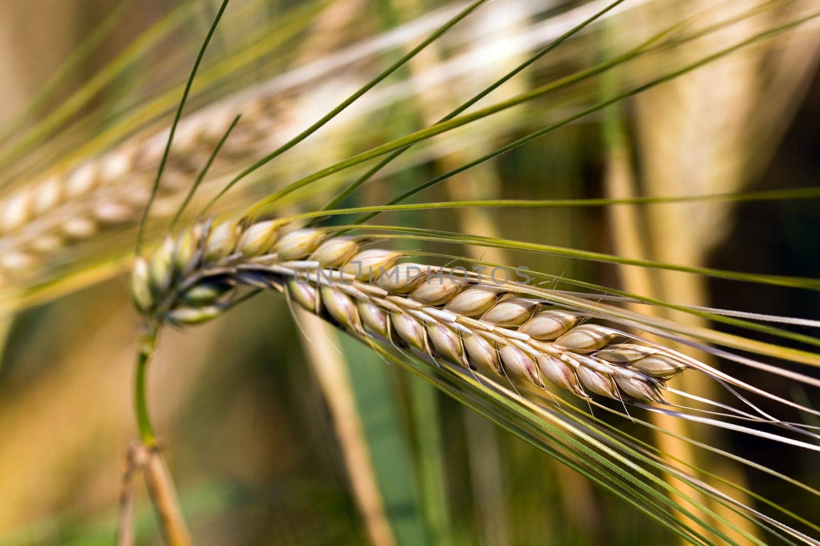 Cereal grain,wheat and ears of corn