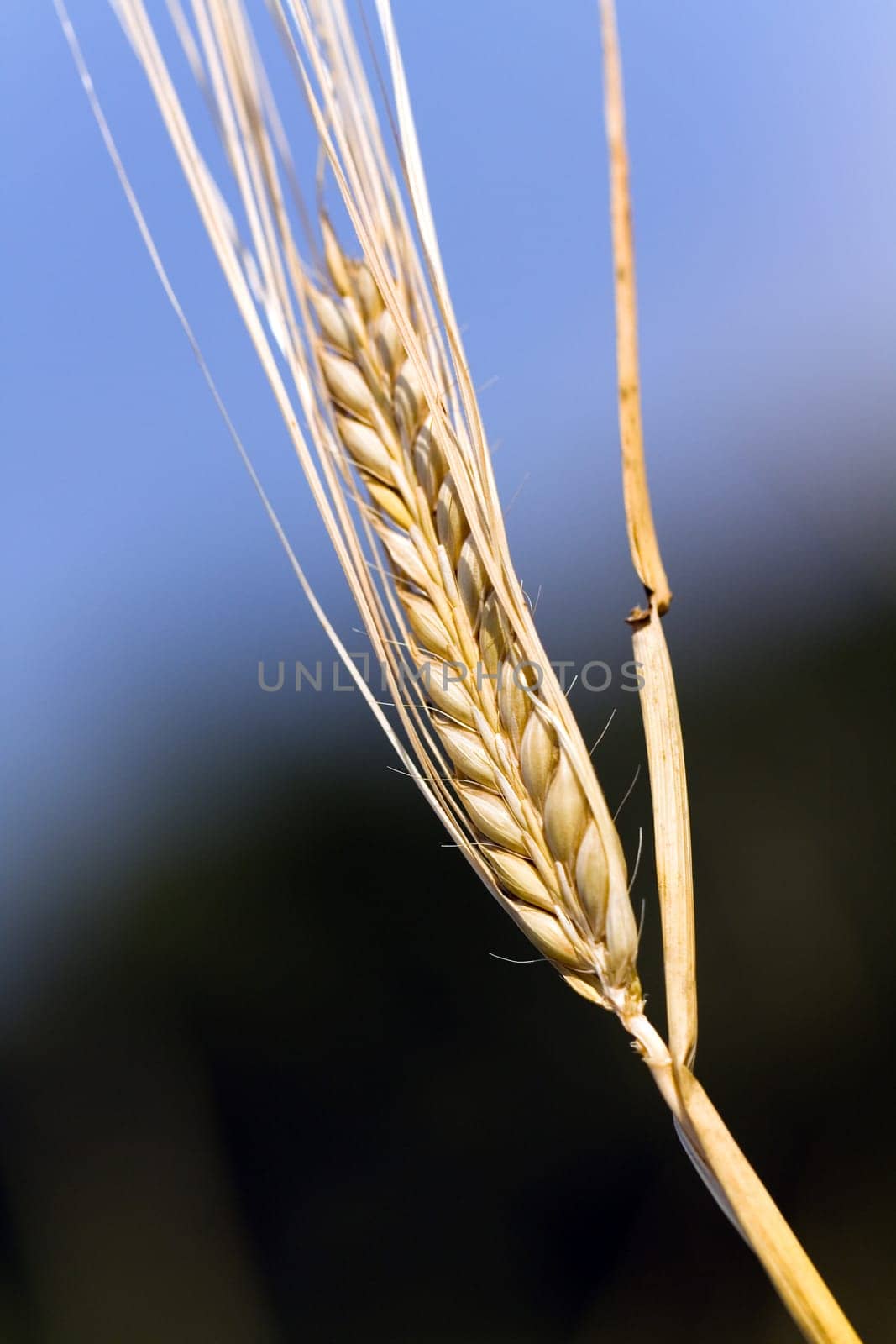 Cereal grain,wheat and ears of corn