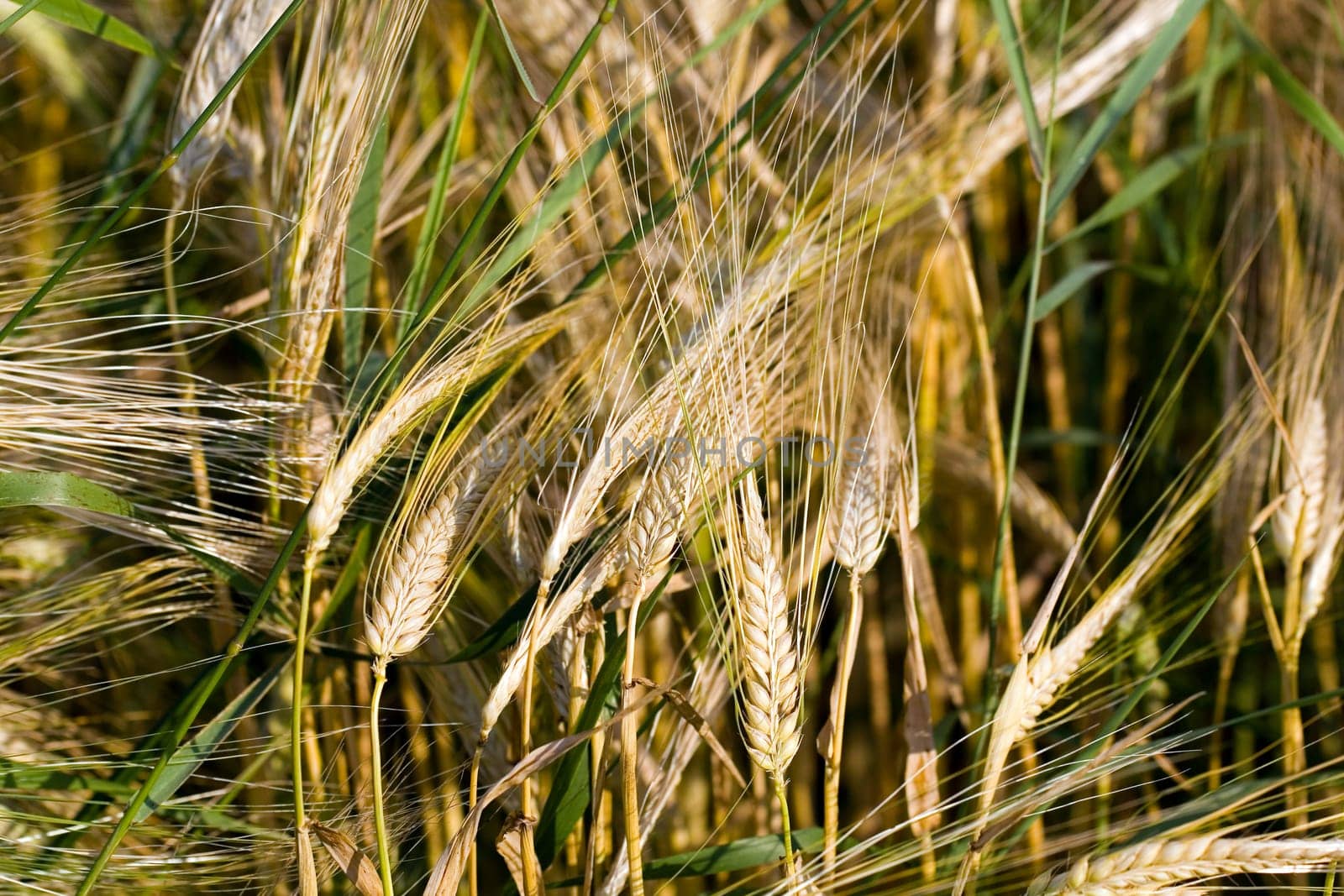 Cereal grain,wheat and ears of corn