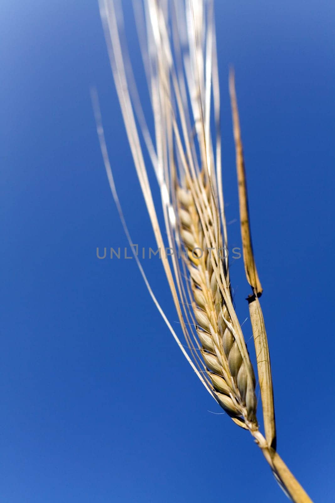 Cereal grain,wheat and ears of corn