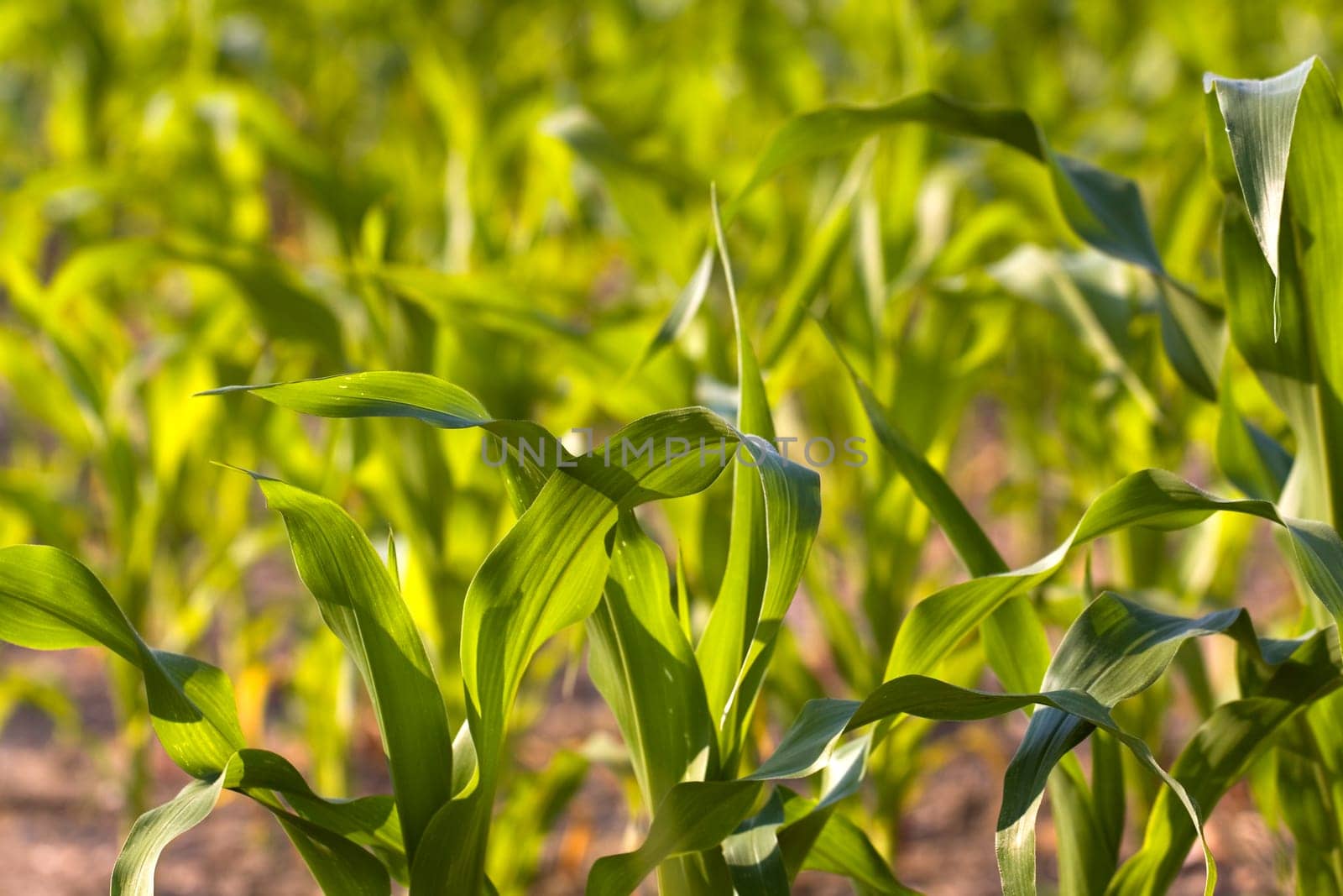 Corn field in summer