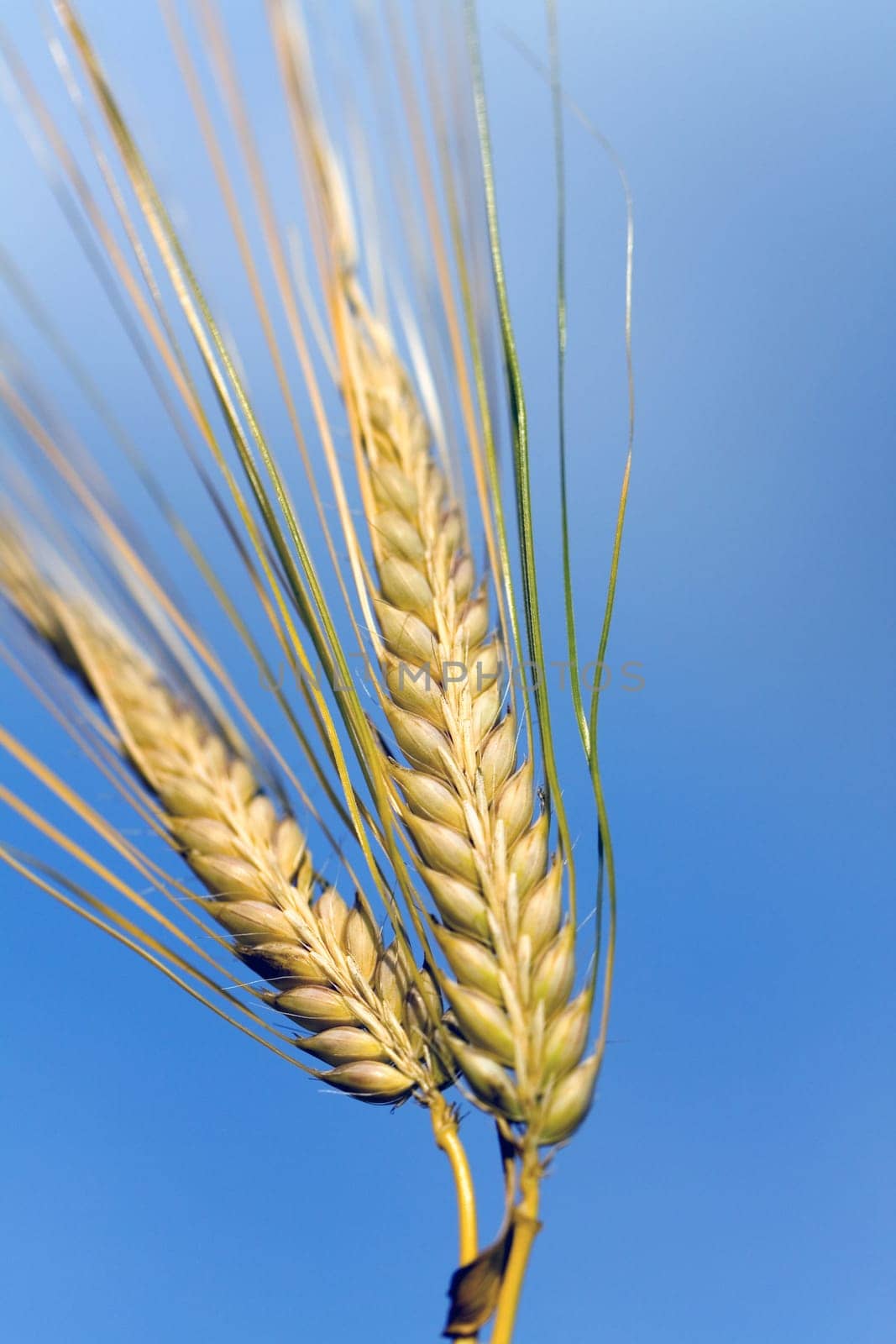 Cereal grain,wheat and ears of corn