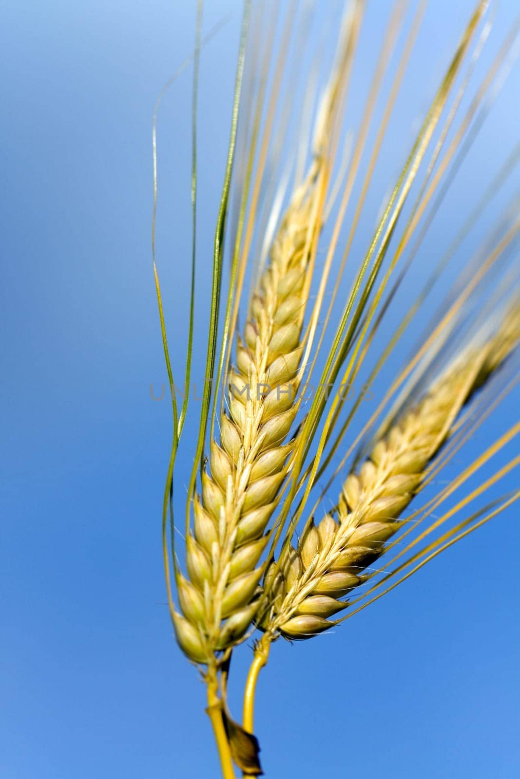Cereal grain,wheat and ears of corn