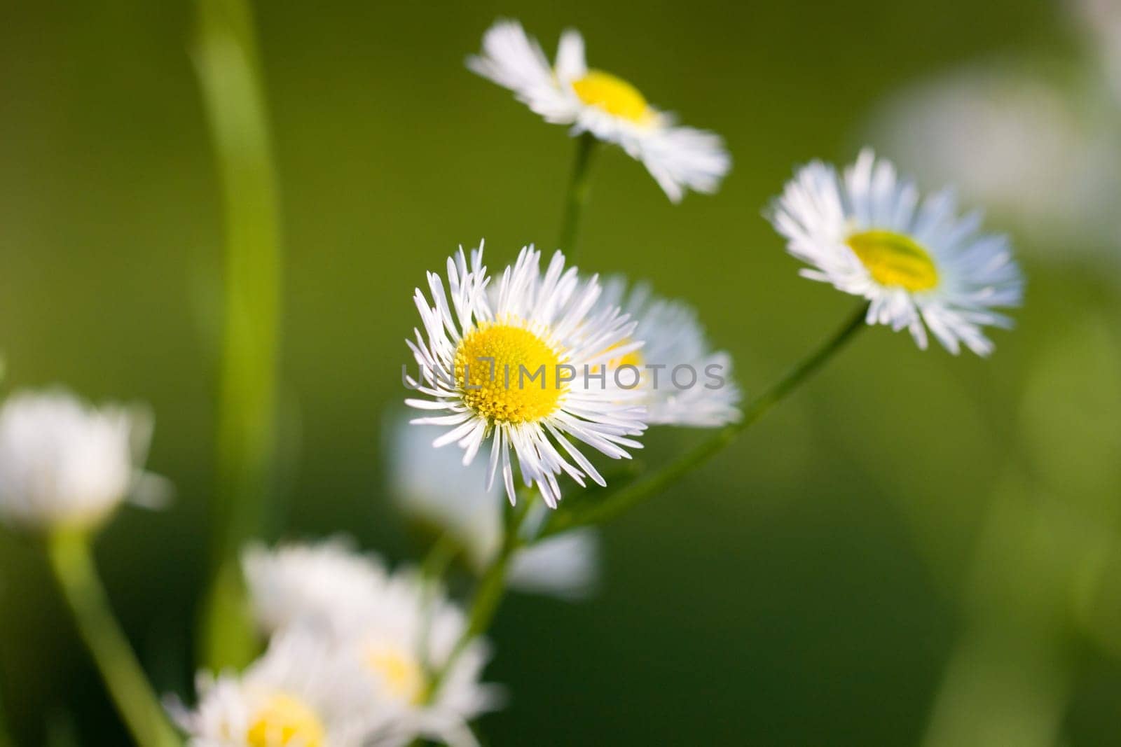 Young daisies in summer,close-up