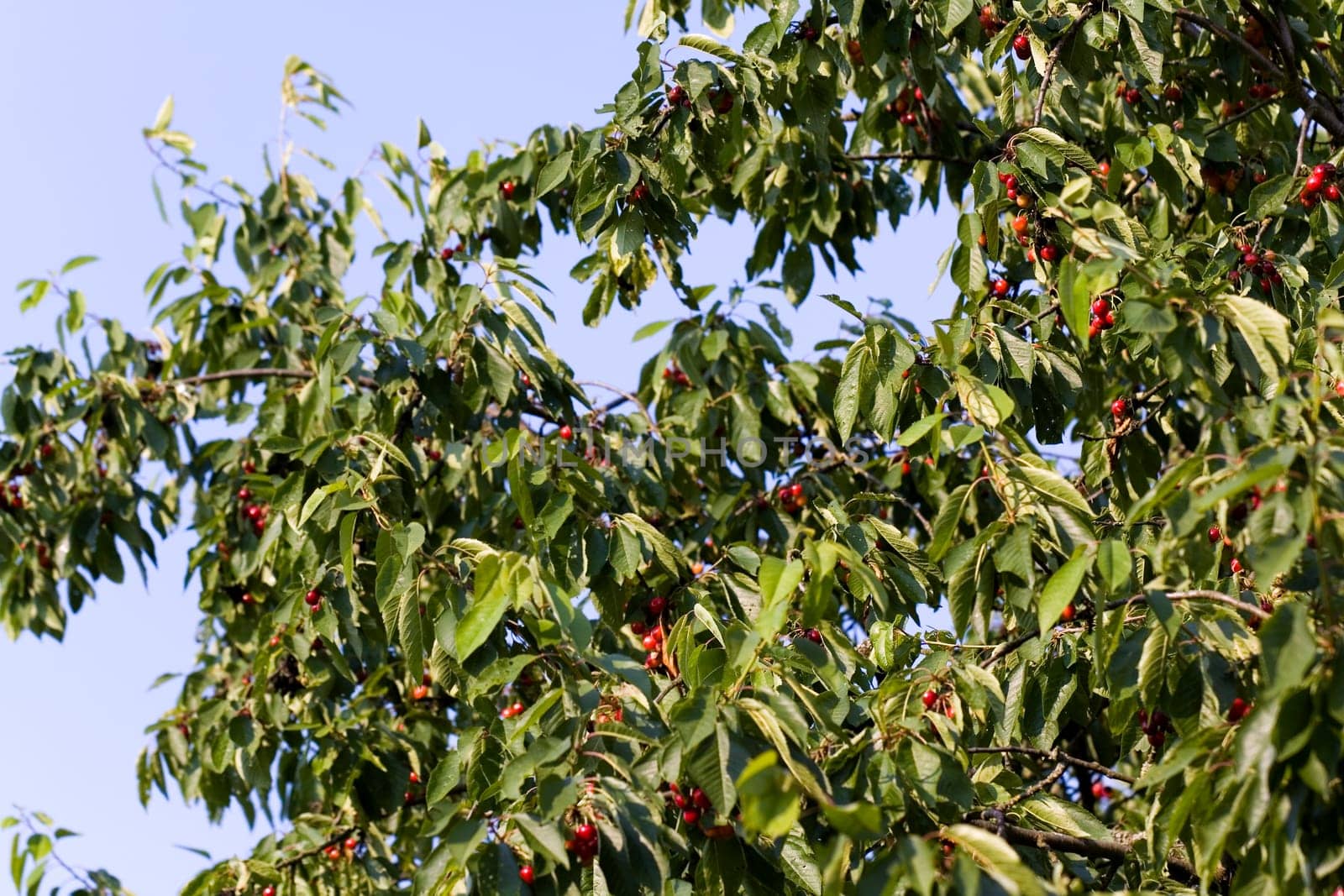 Ripe cherries on the cherry tree