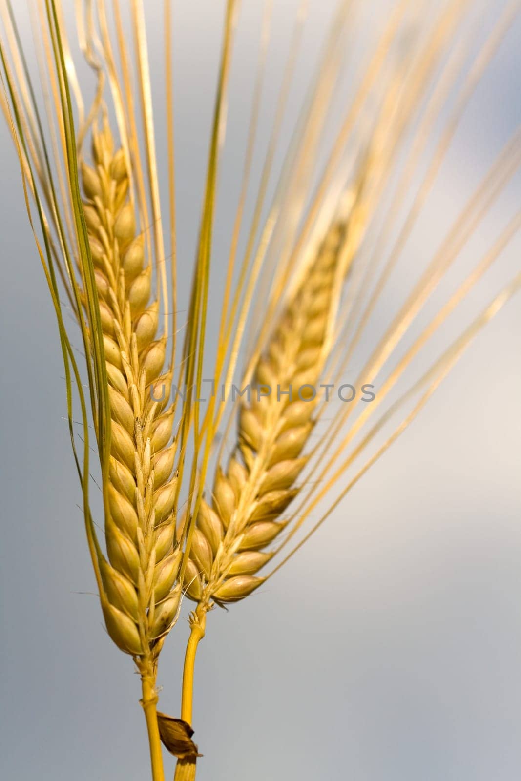 Cereal grain,wheat and ears of corn