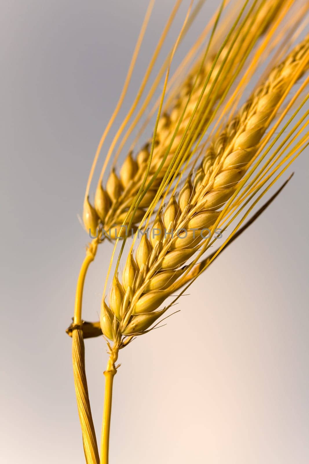 Cereal grain,wheat and ears of corn