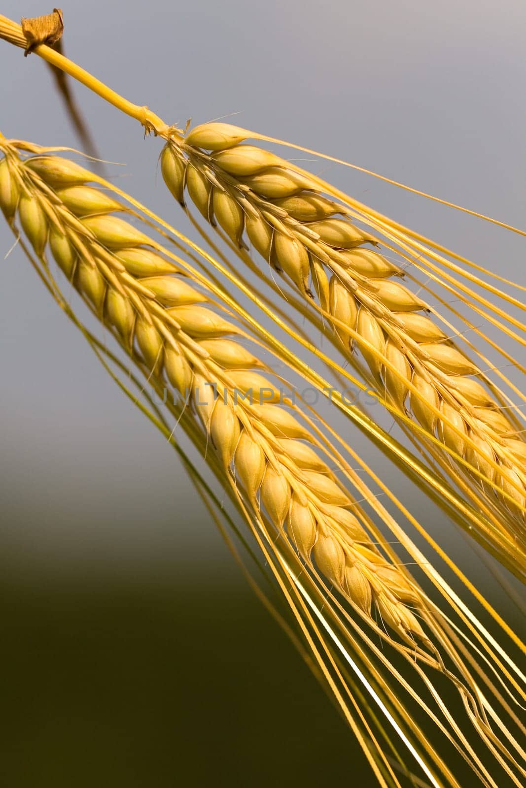 Cereal grain,wheat and ears of corn