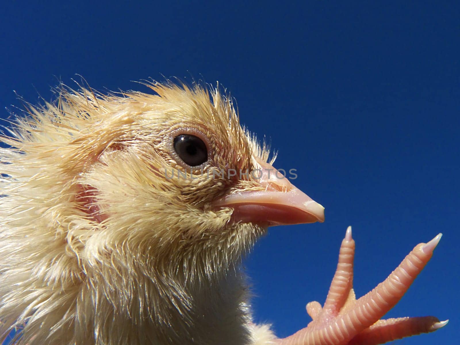 Don't worry,the little one is fine,the egg had fallen out of the nest pecked,hatched under red light,quickly took a photo,and now it is running again with its mother