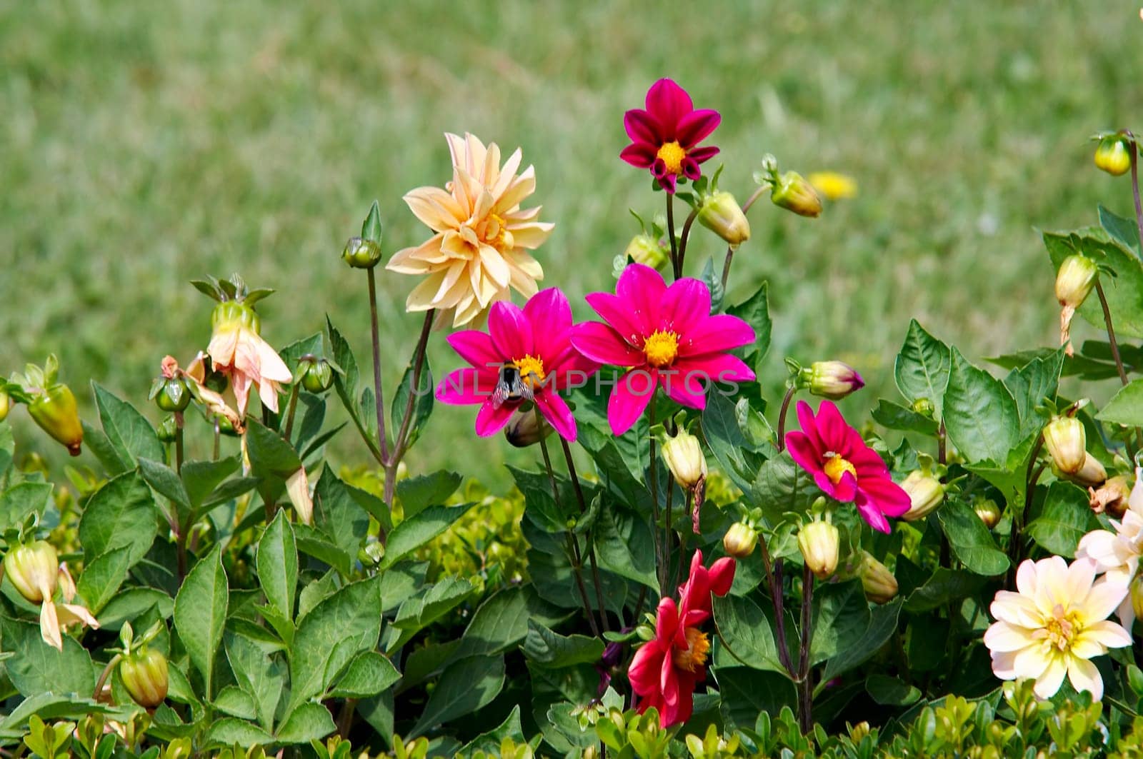 flowers with bumble bee