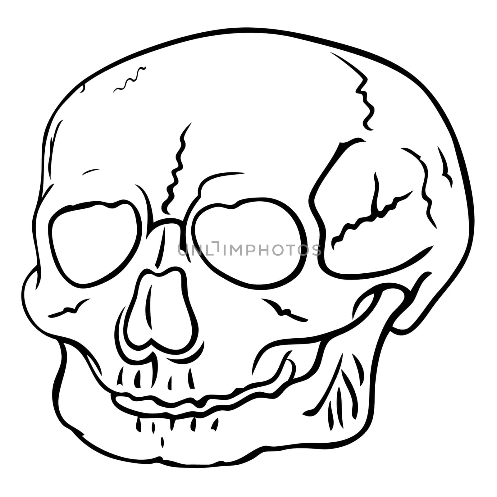 skull