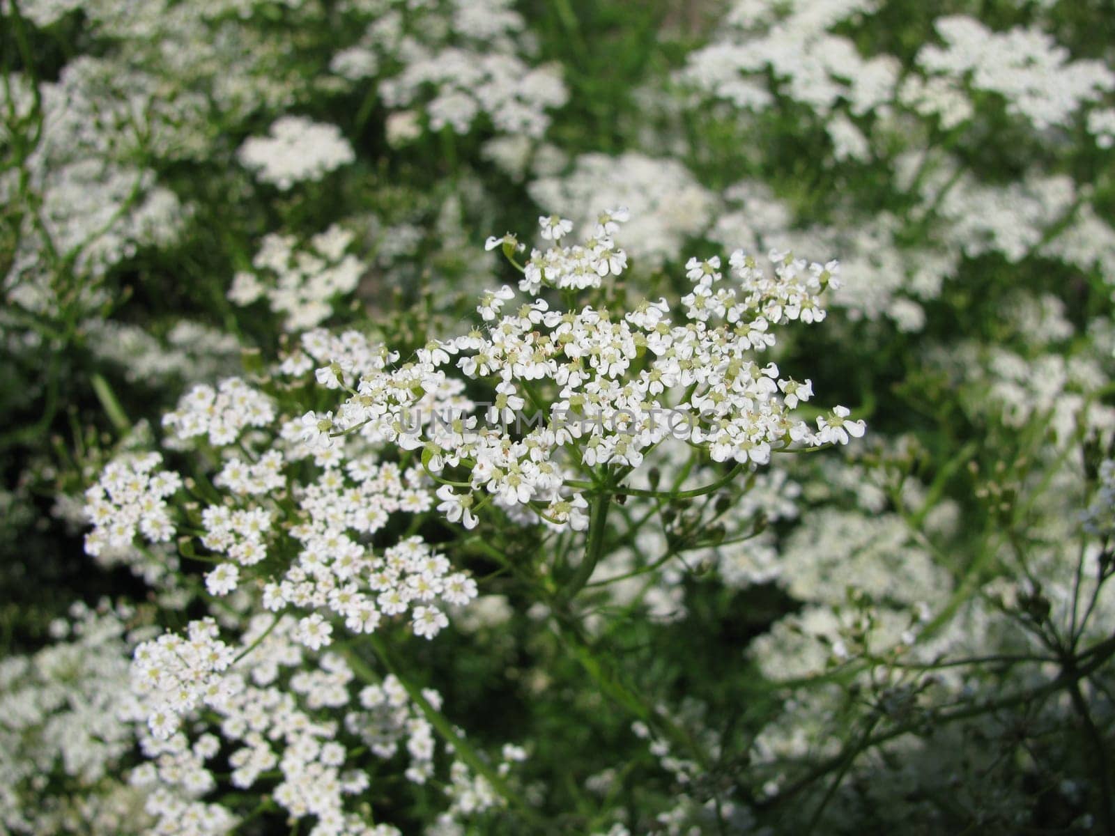 Cumin
