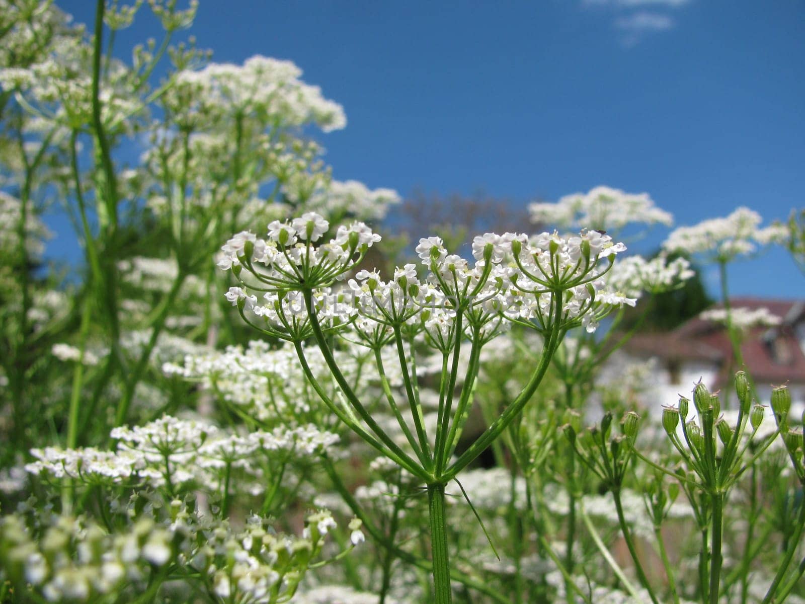 Cumin