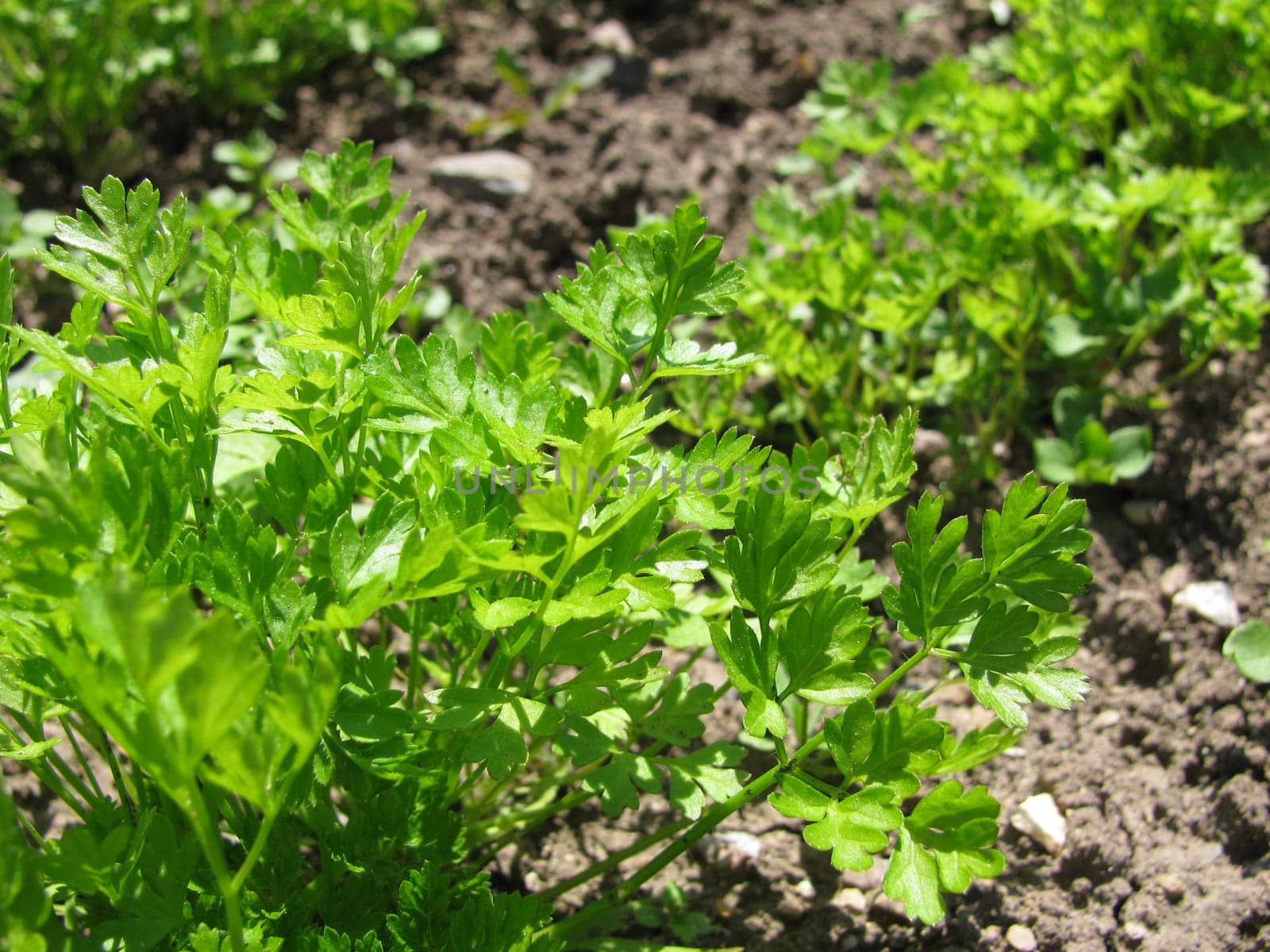 Chervil in the herb bed