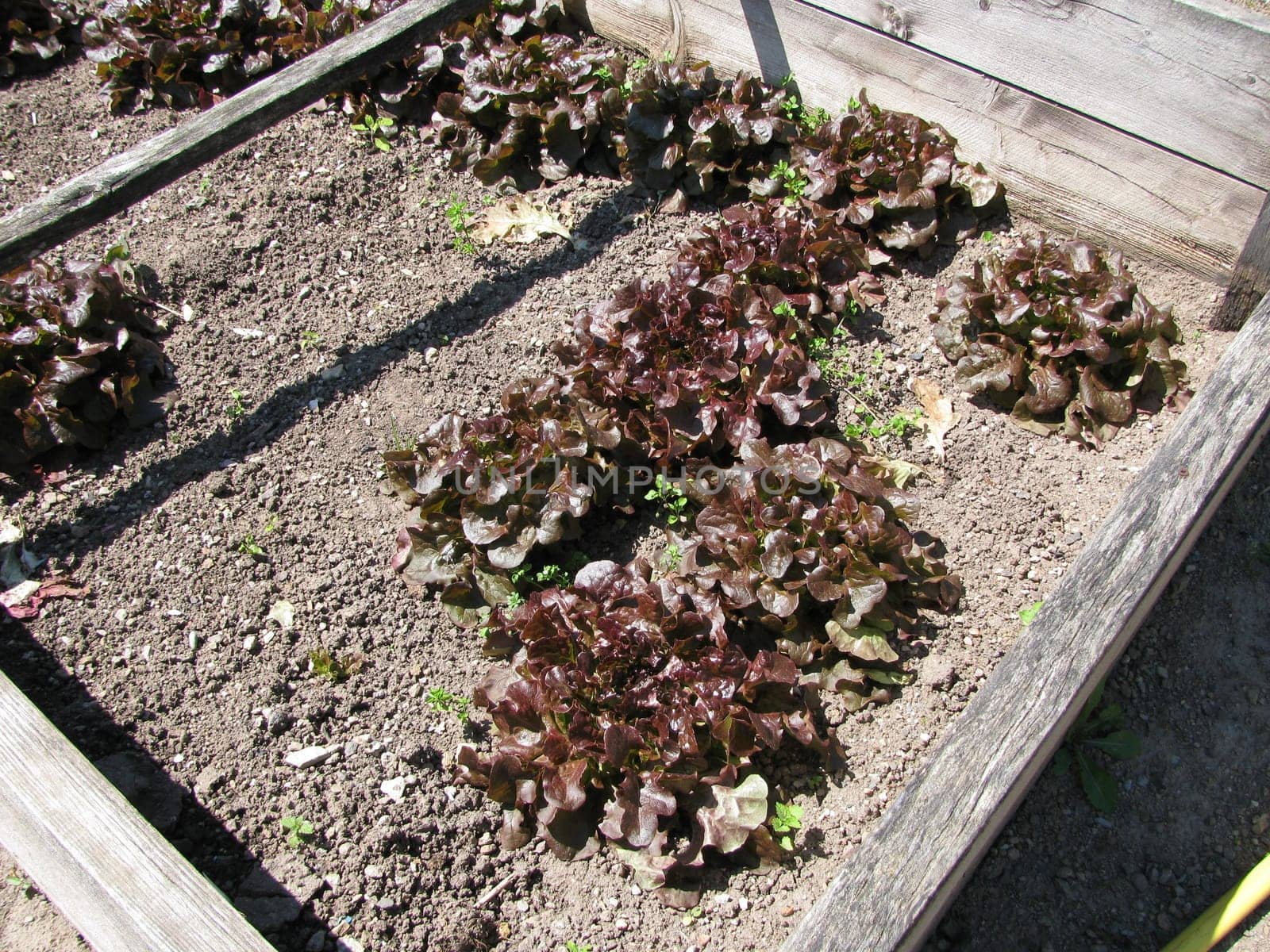 Salad in a cold frame