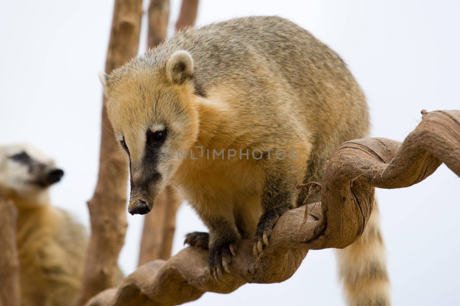 Coati Portrait