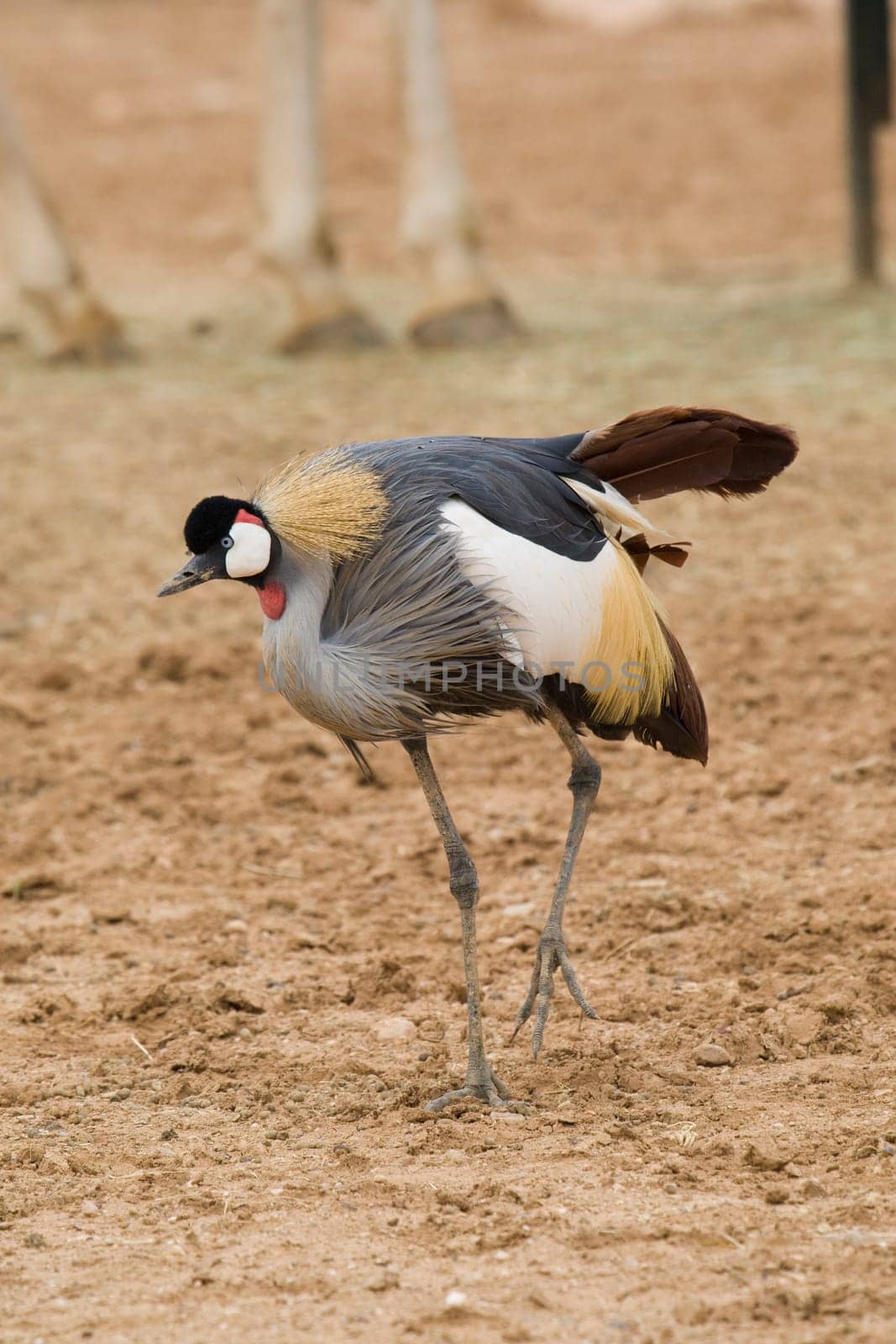 Crowned Crane