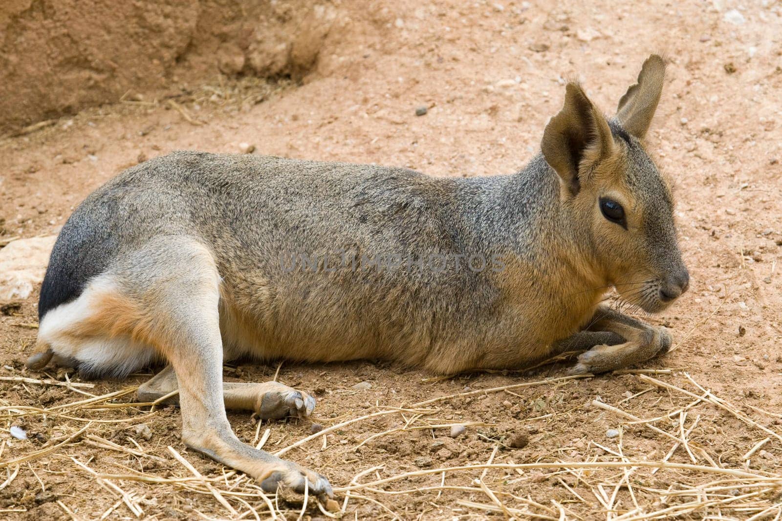 Patagonian Hare Portrait
