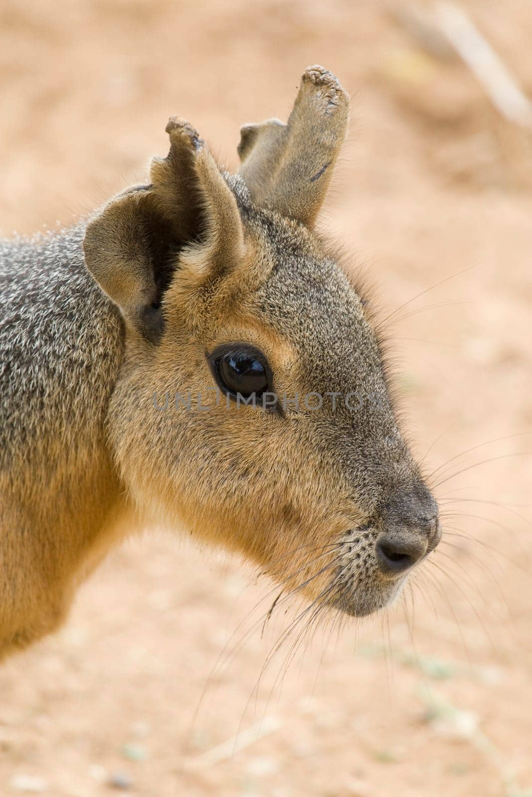 Patagonian Hare Portrait
