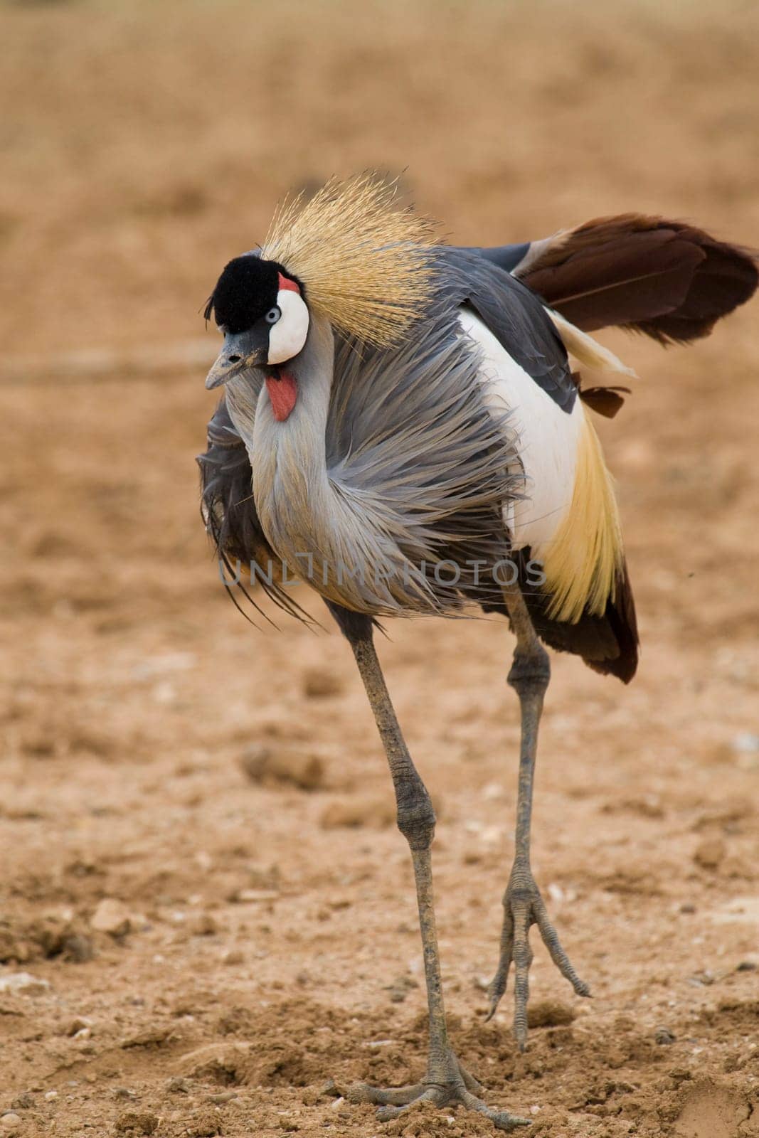 Crowned Crane