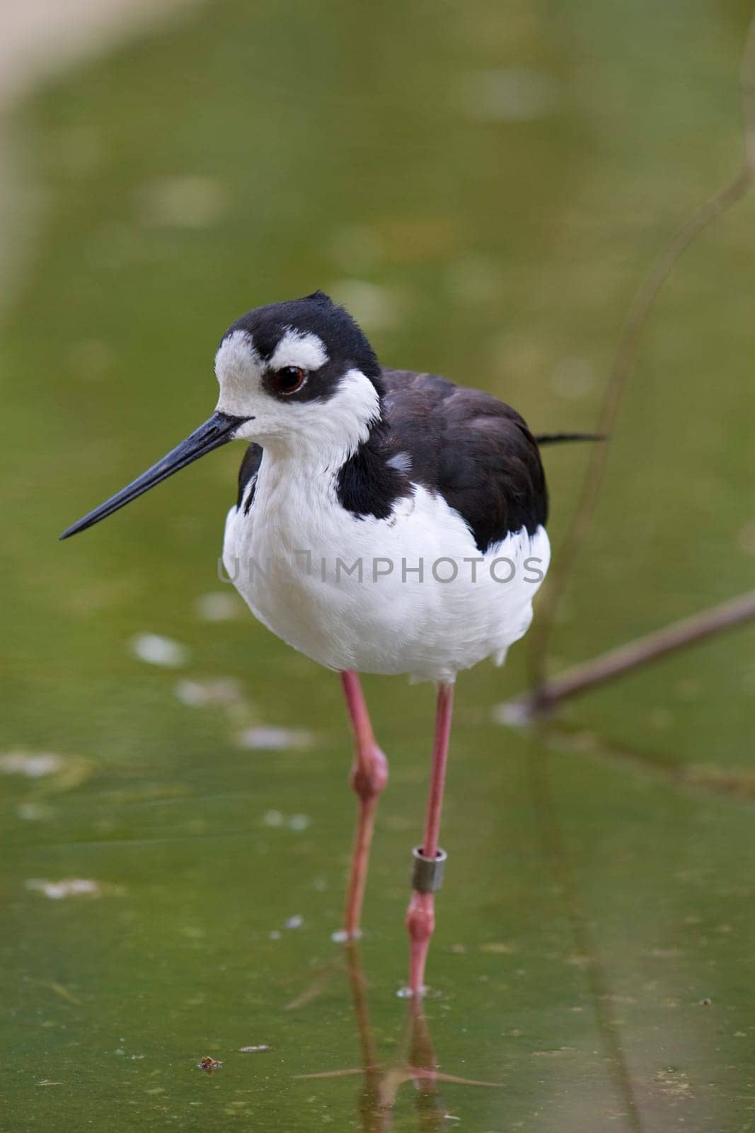 Black Necked Stilt Portrait