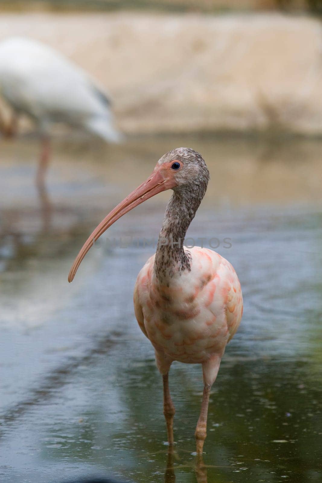 Scarlet Ibis Portrait