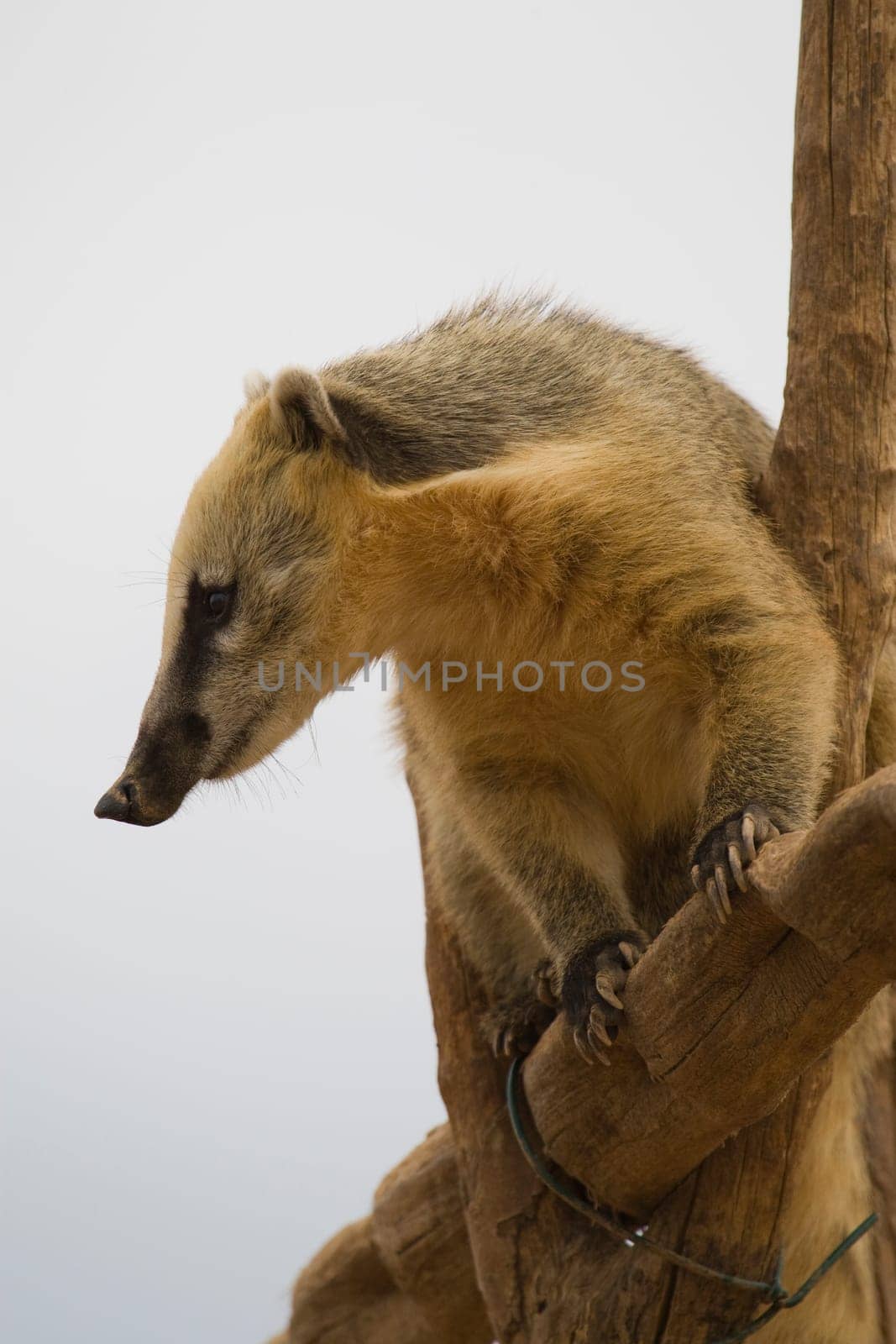 Coati Portrait