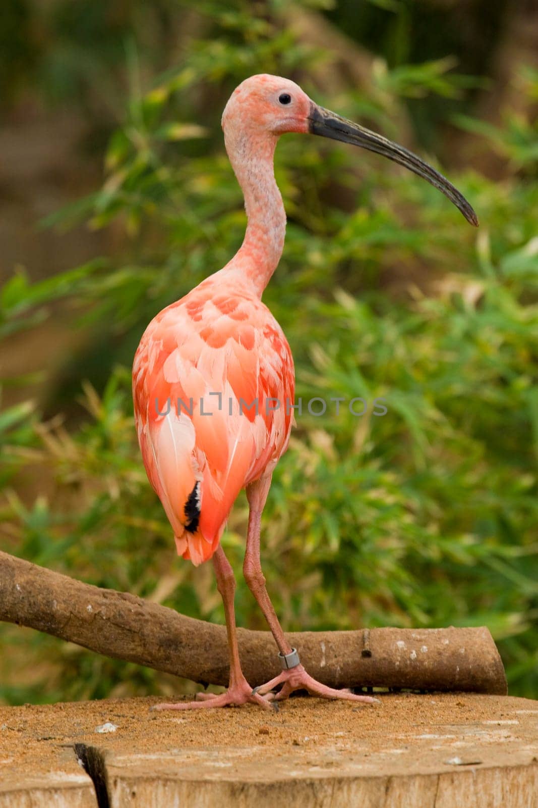 Scarlet Ibis Portrait