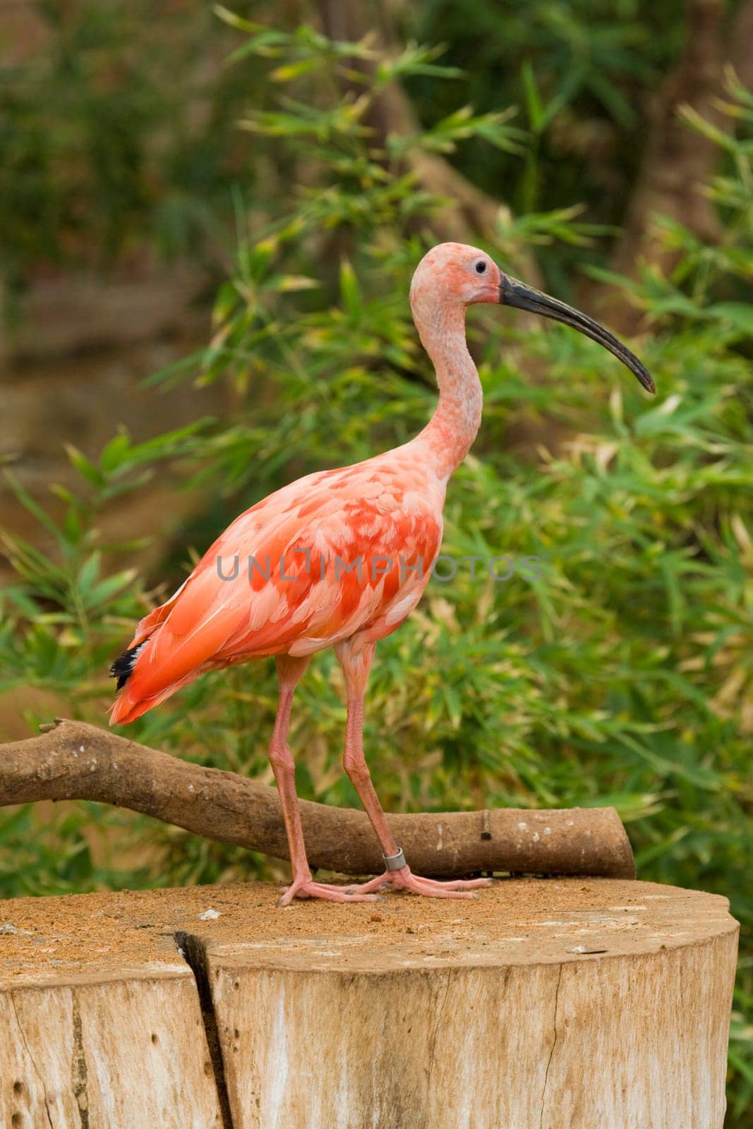 Scarlet Ibis Portrait