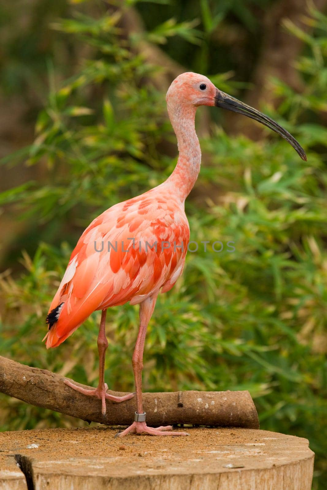 Scarlet Ibis Portrait