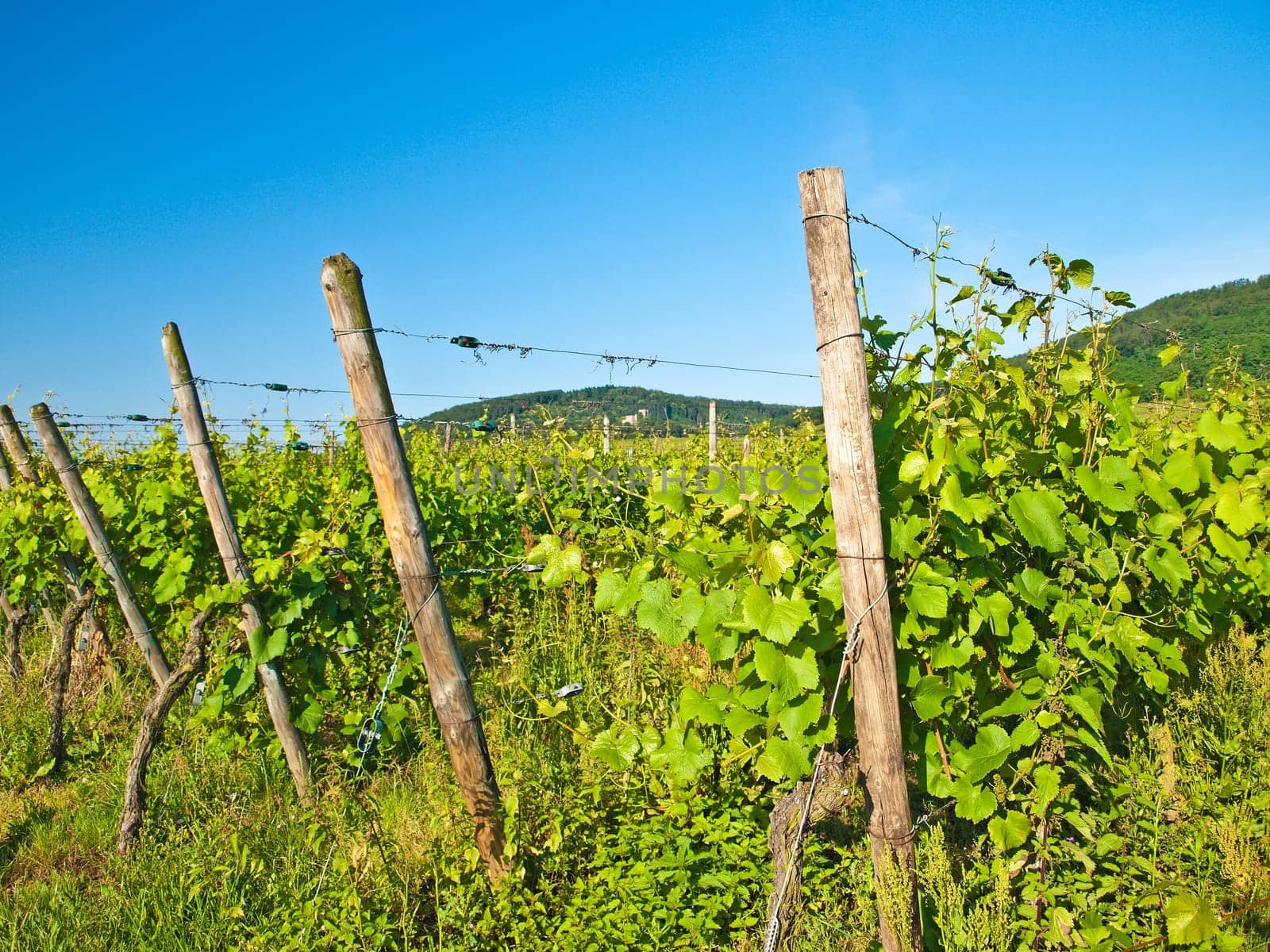Vineyard