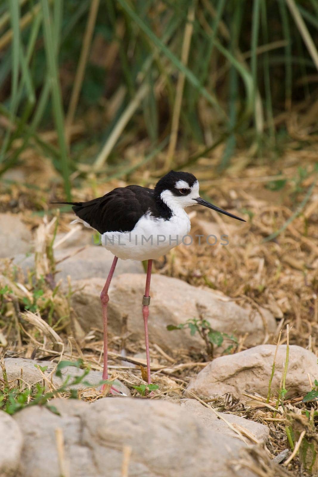 Black Necked Stilt Portrait