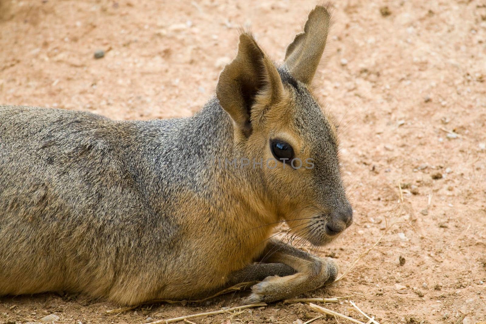 Patagonian Hare Portrait