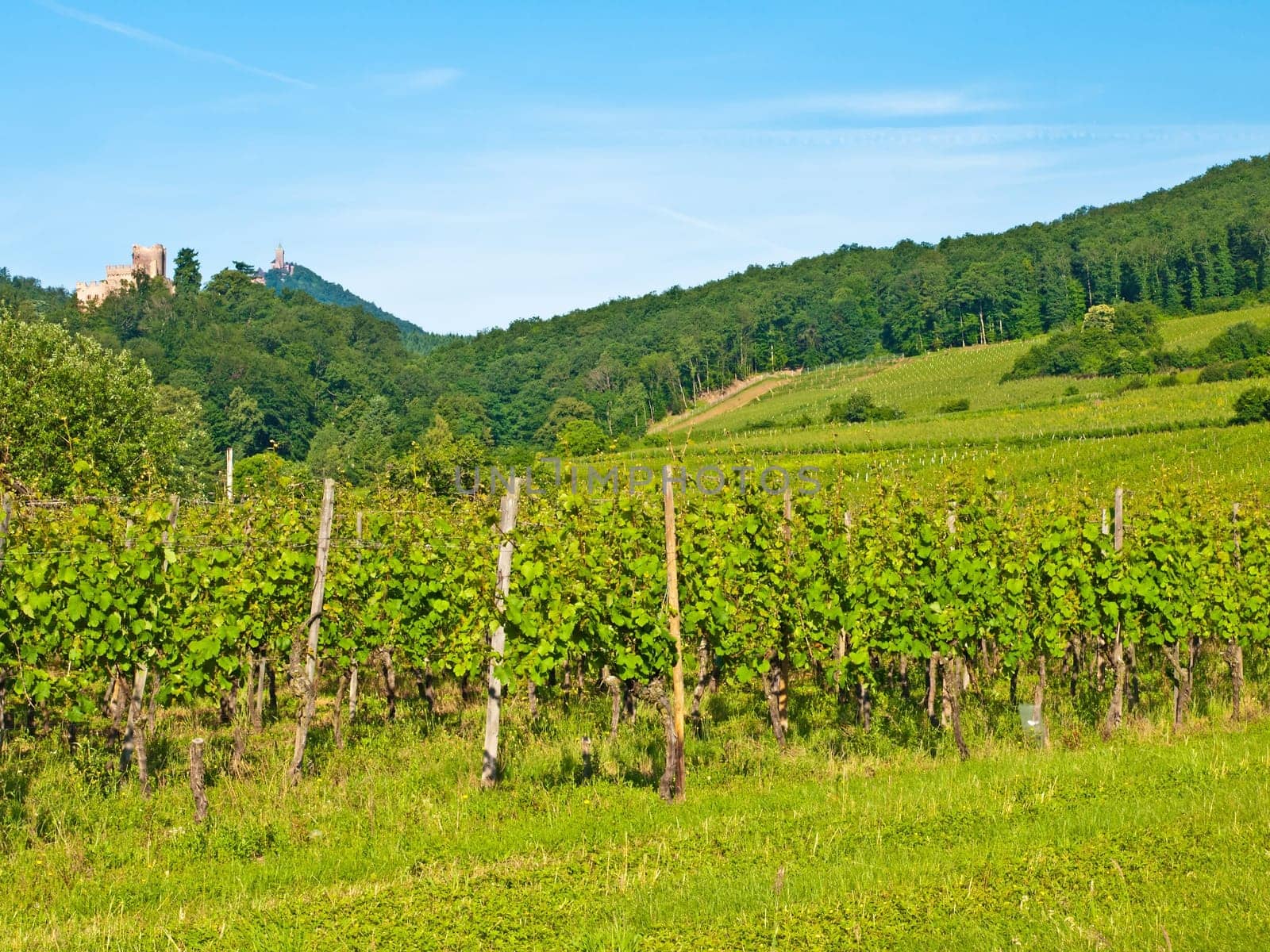 Vineyard