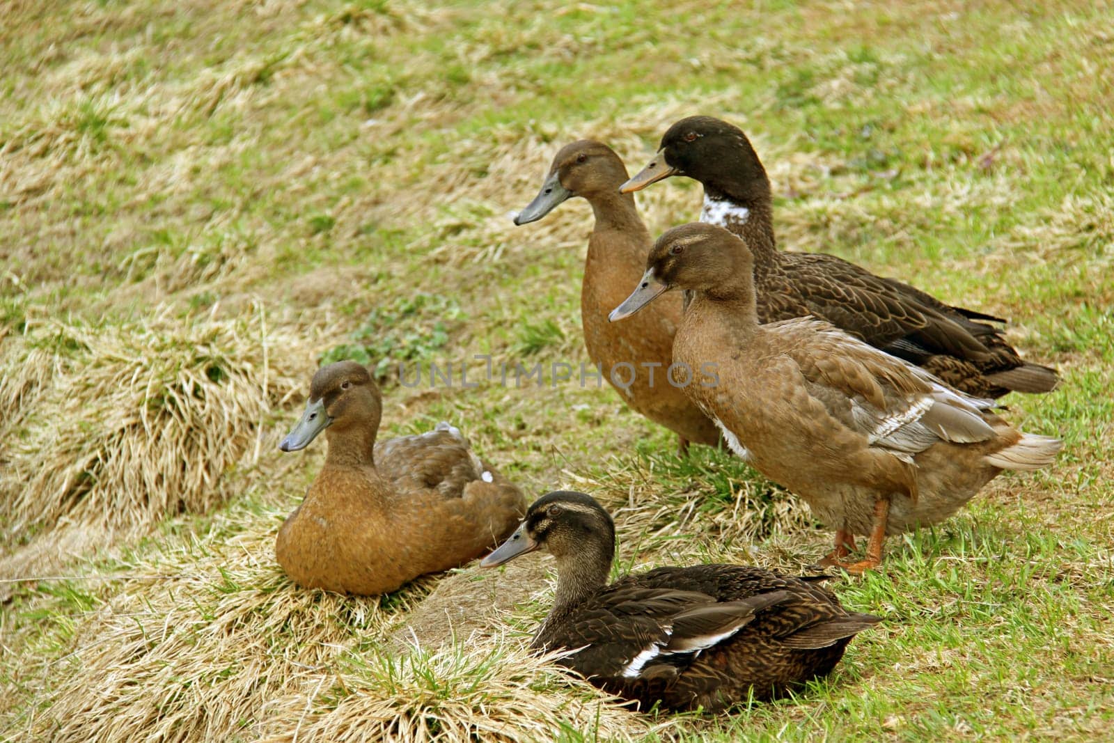 Poultry