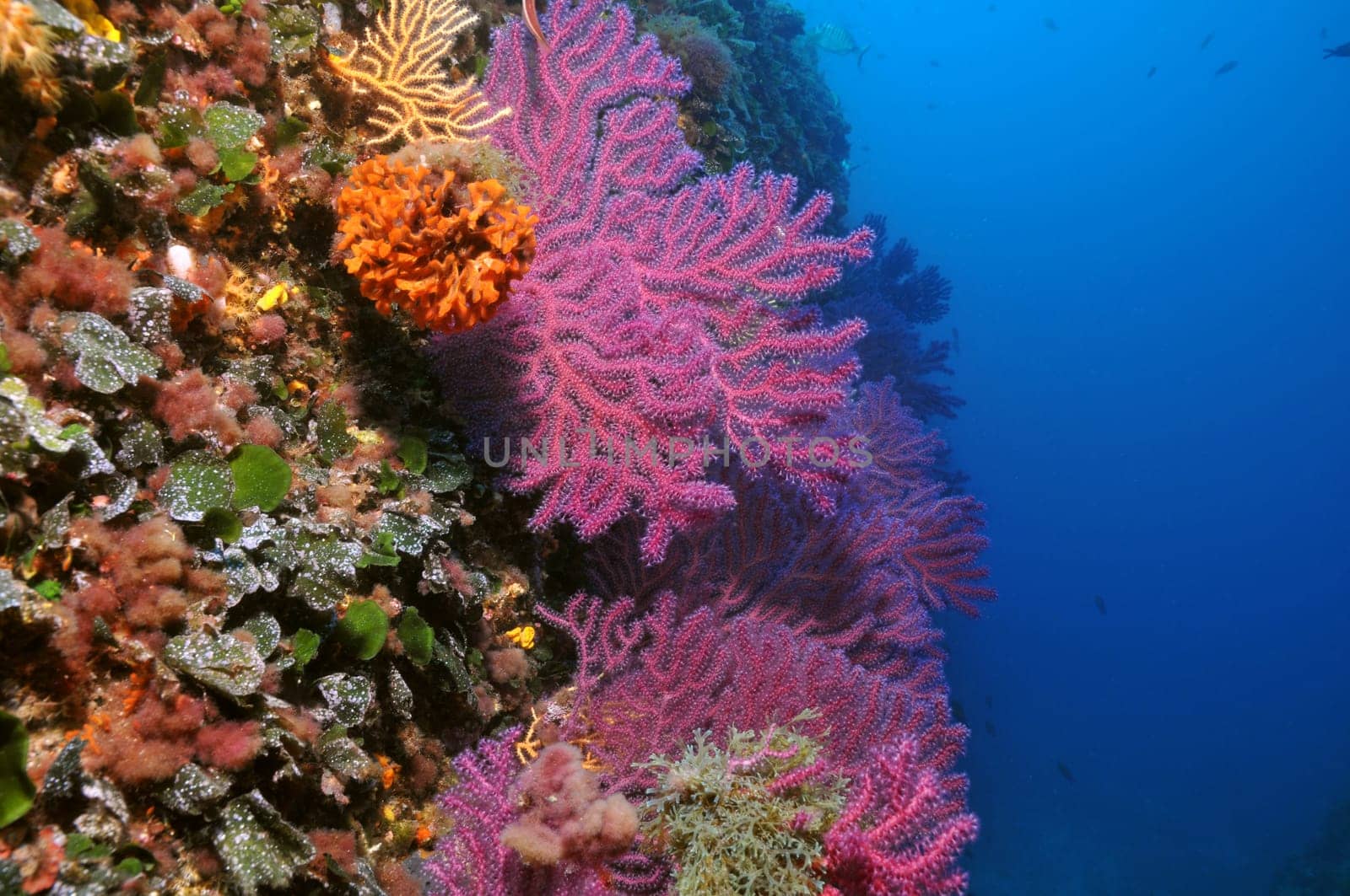 Gorgonians in the Mediterranean