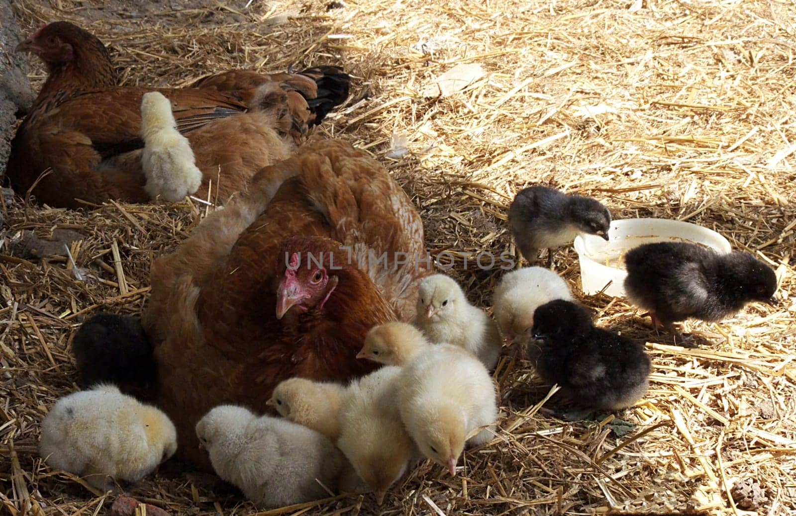 Hen with chick