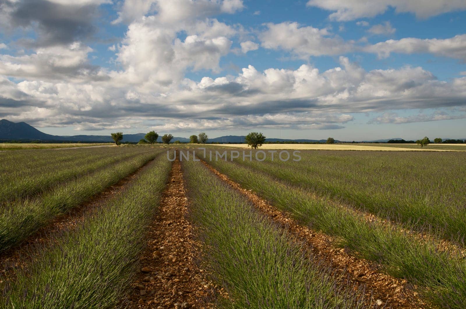 Lavender Field