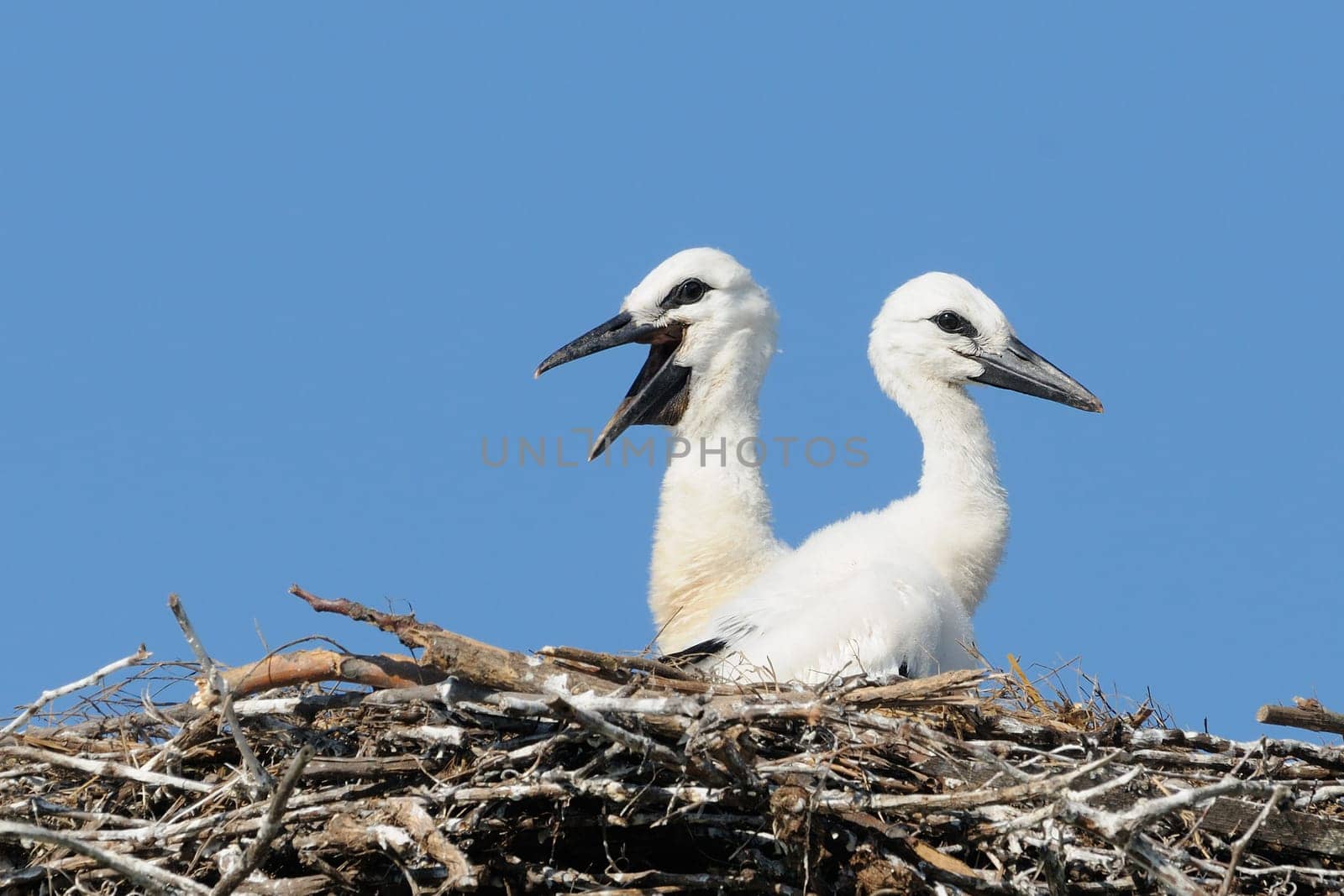 Young white storks 4 weeks old