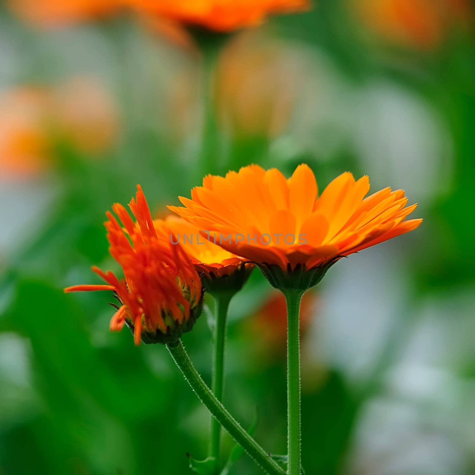 orange 5