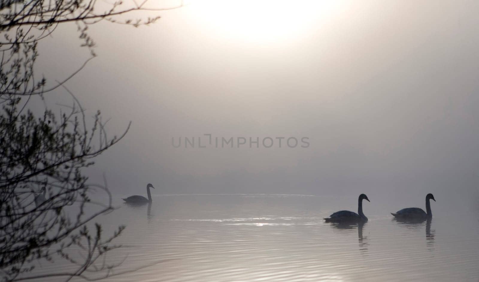Harmony