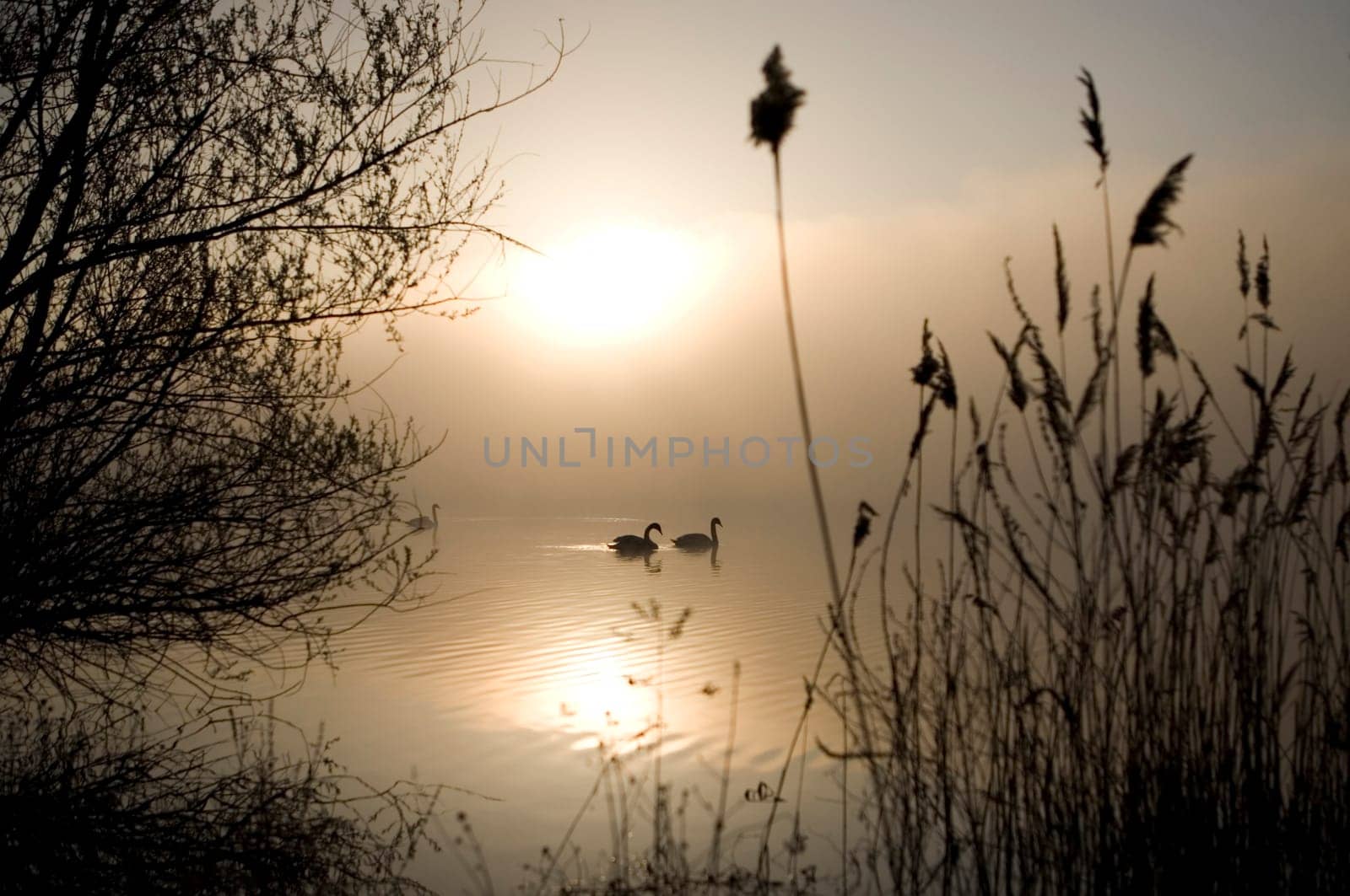 golden light