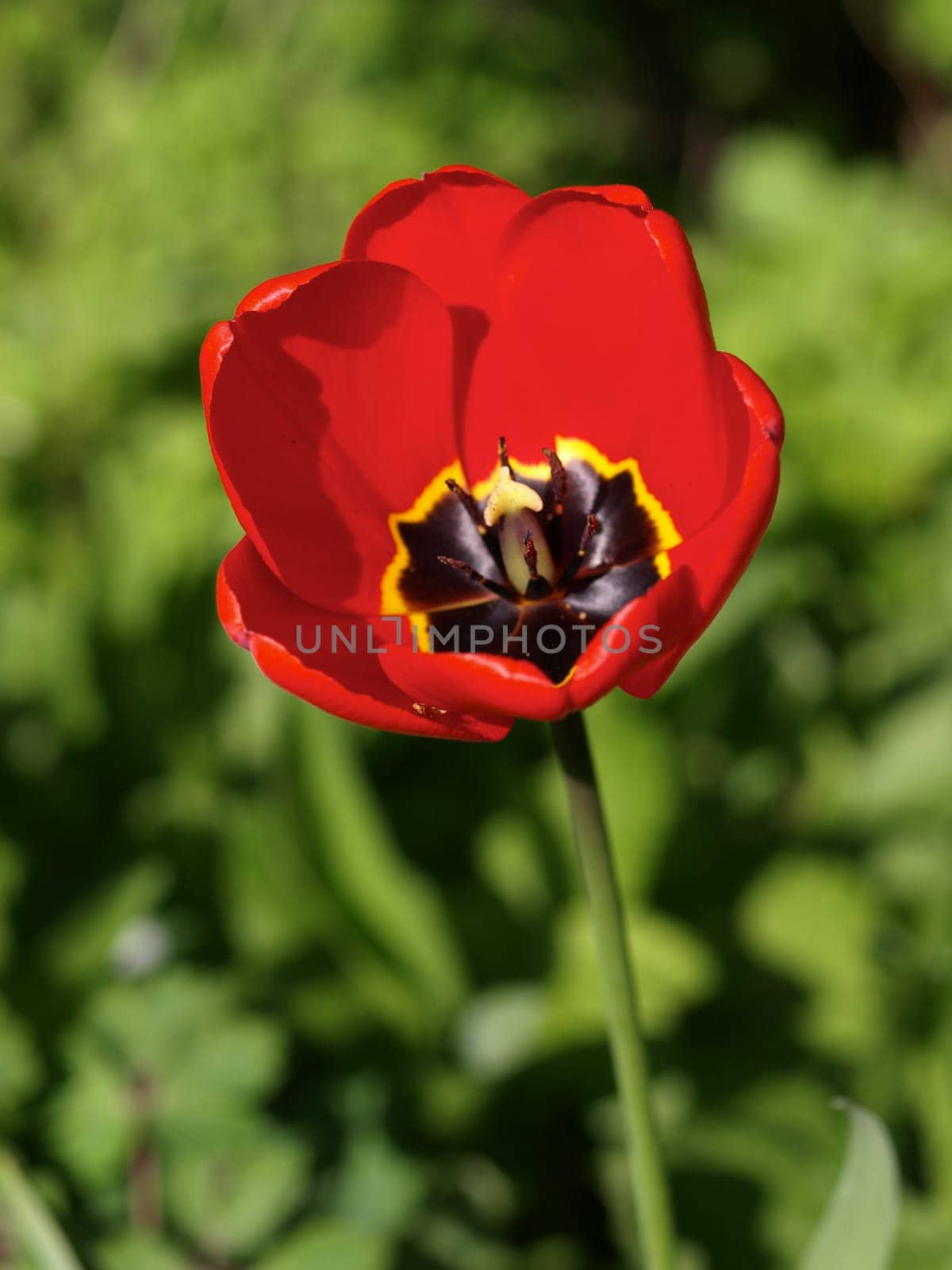 Calyx of a red tulip