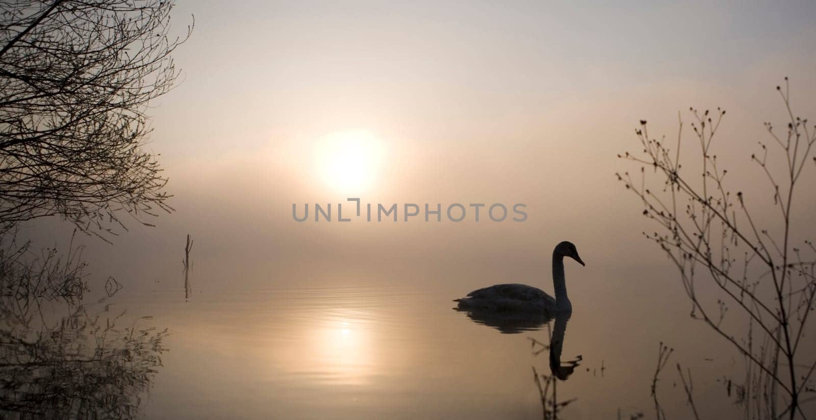 Morning at the lake