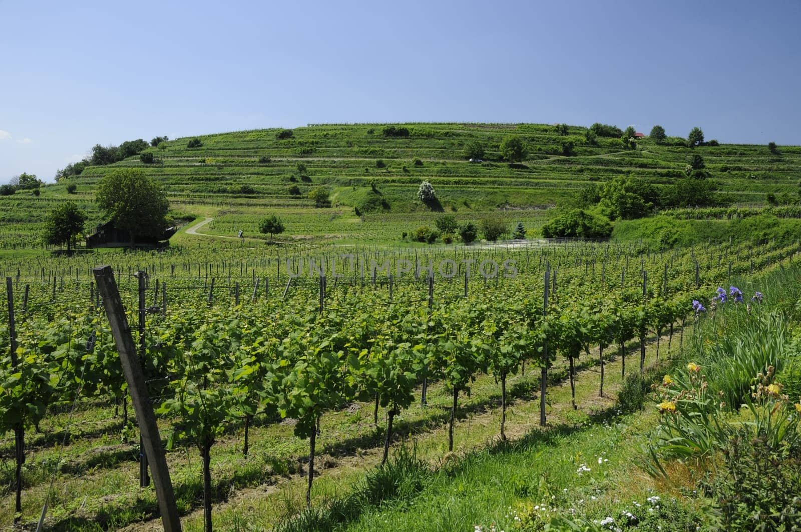 Vineyard near Burkheim,Kaiserstuhl