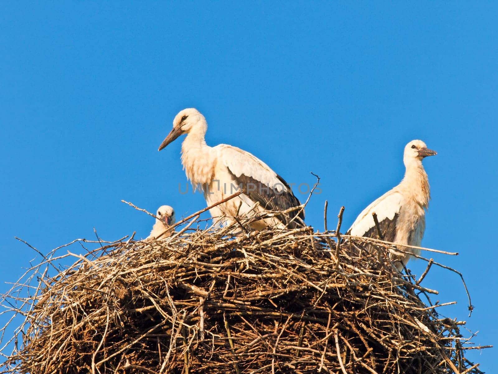 Stork