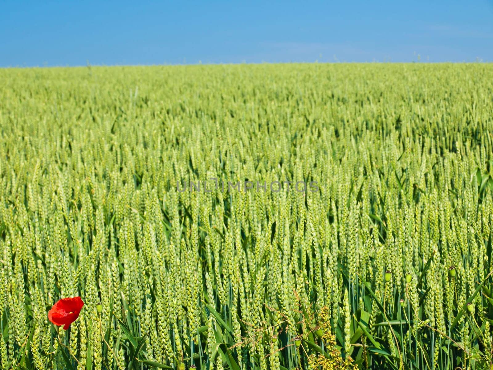 Corn poppy