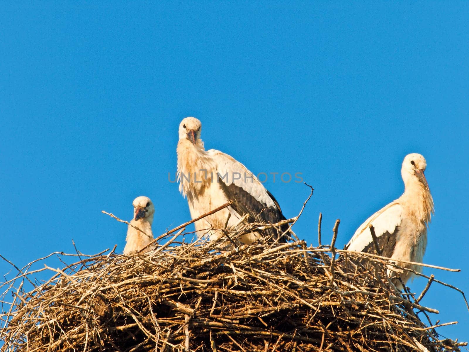 Stork